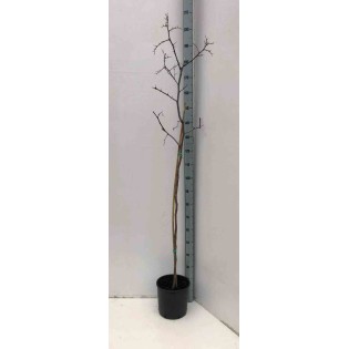 Zizyphus jujuba (jujubier)