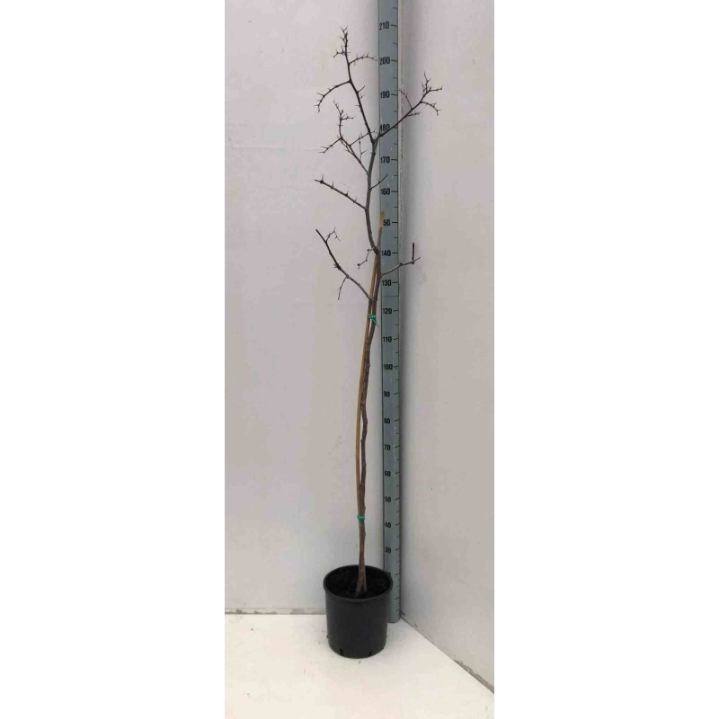 Zizyphus jujuba (jujubier)