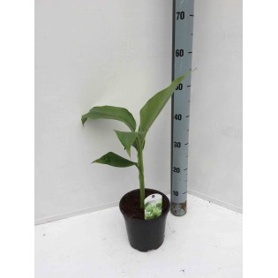 Musa basjoo sp. Sapporo (Bananier rustique)