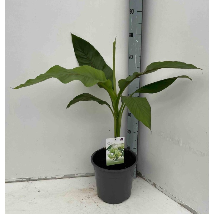 Musa basjoo sp. Sapporo (Bananier rustique)