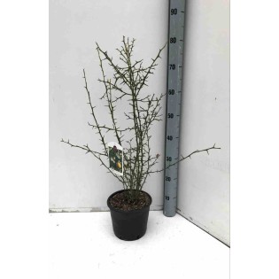 Poncirus trifoliata cv dragon volant (citron du nord)