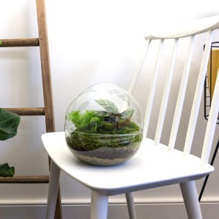 Urbanjngl Diy Terrarium - Dome - ? 20 Cm