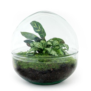 Urbanjngl Diy Terrarium - Dome - ? 20 Cm