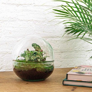 Urbanjngl Diy Terrarium - Dome - ? 20 Cm