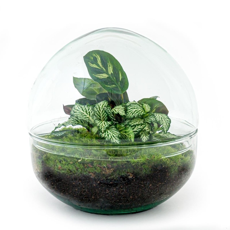 Urbanjngl Diy Terrarium - Dome - ? 20 Cm