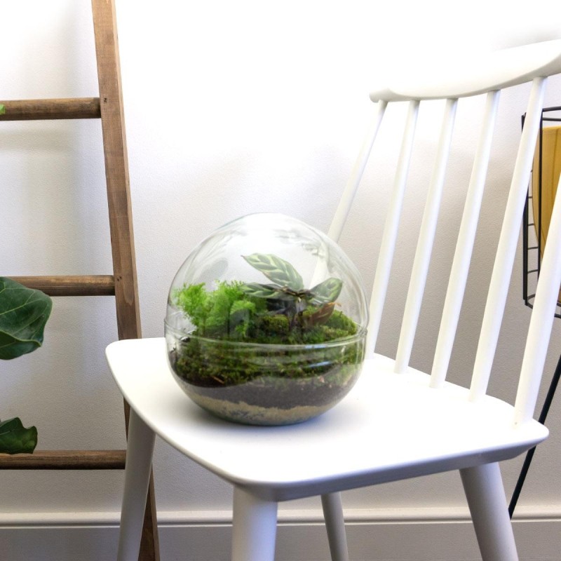 Urbanjngl Diy Terrarium - Dome - ? 20 Cm