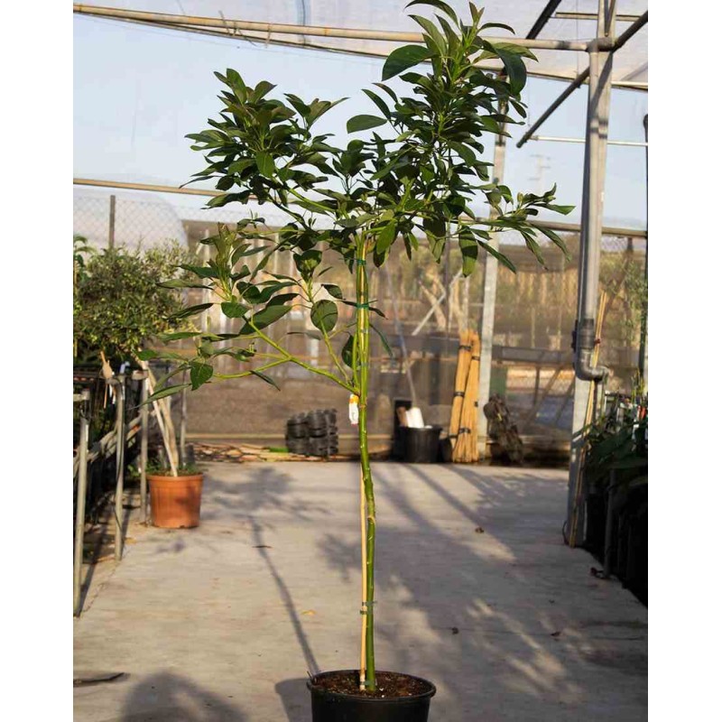 Avocatier : Persea americana var. Hass (De greffe)