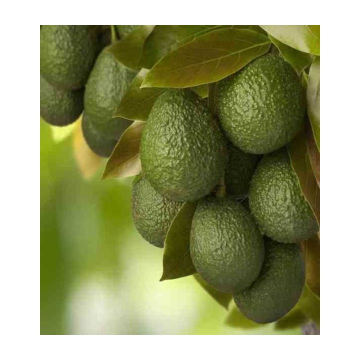 Avocatier : Persea americana var. Hass (De greffe)