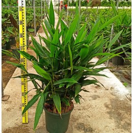 Alpinia galanga