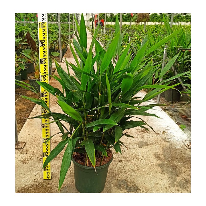 Alpinia galanga