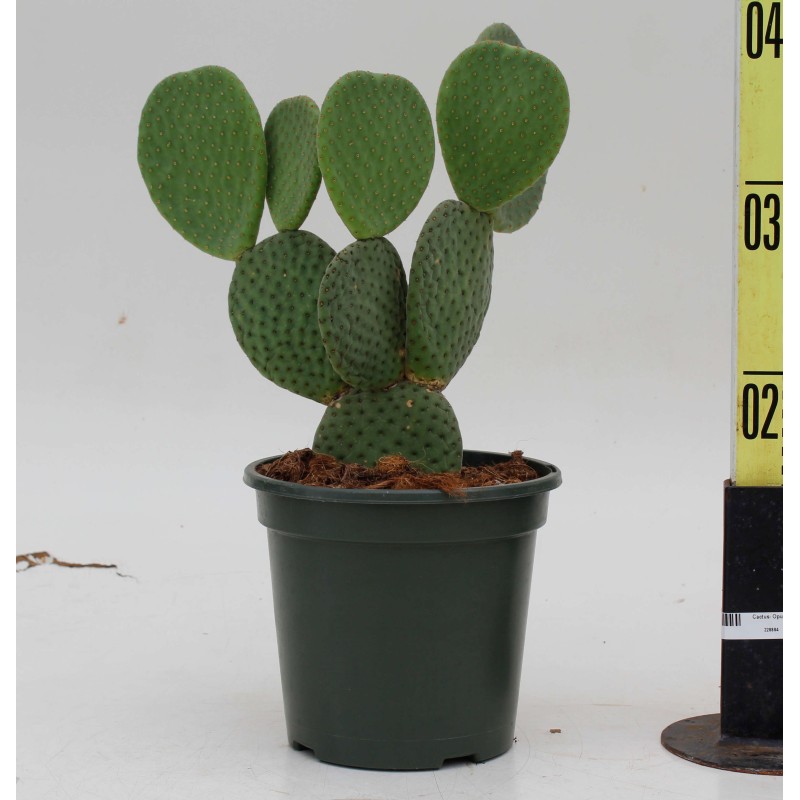 Cactus- Opuntia microdasys 'Macrocalyx' ou oreille de lapin