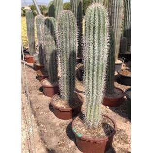 Pachycereus pringlei