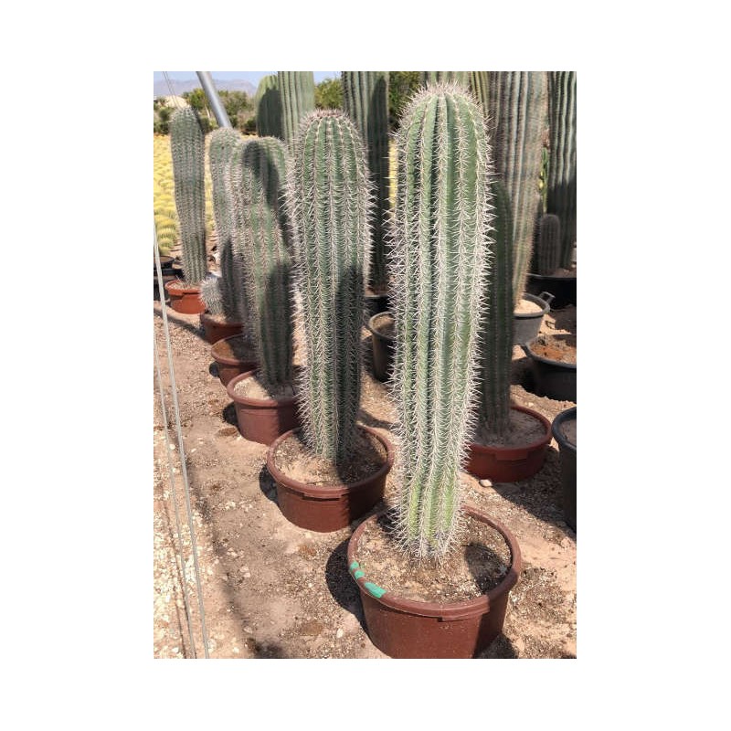 Pachycereus pringlei