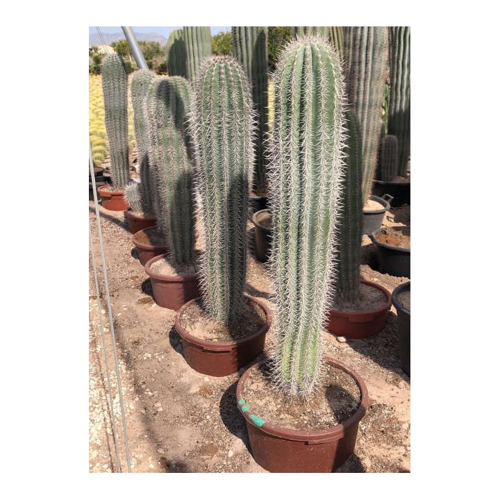 Pachycereus pringlei