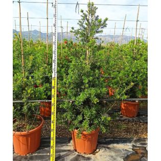 Callistemon viminalis 'Captain Cook' (Rince bouteille)