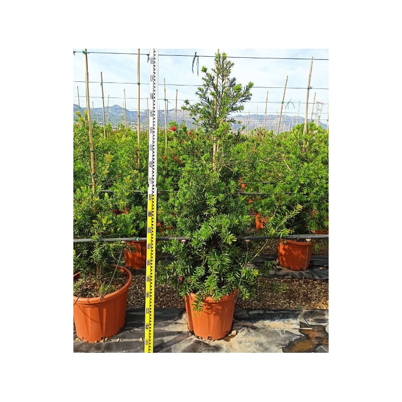 Callistemon viminalis 'Captain Cook' (Rince bouteille)