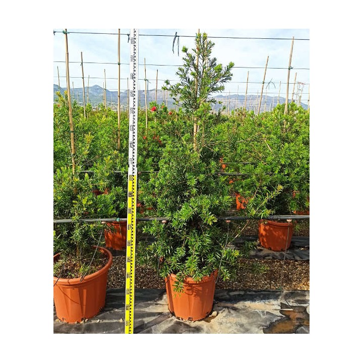 Callistemon viminalis 'Captain Cook' (Rince bouteille)