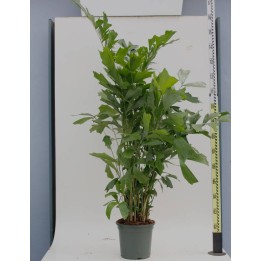 Caryota mitis (Palmier à queue de poisson)