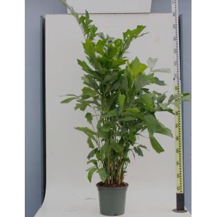 Caryota mitis (Palmier à queue de poisson)