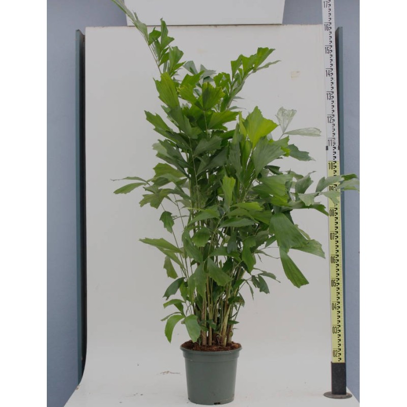 Caryota mitis (Palmier à queue de poisson)