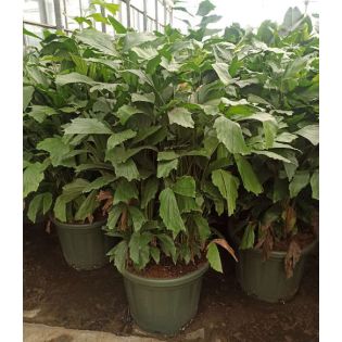 Caryota mitis (Palmier à queue de poisson)