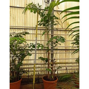 Caryota mitis (Palmier à queue de poisson)