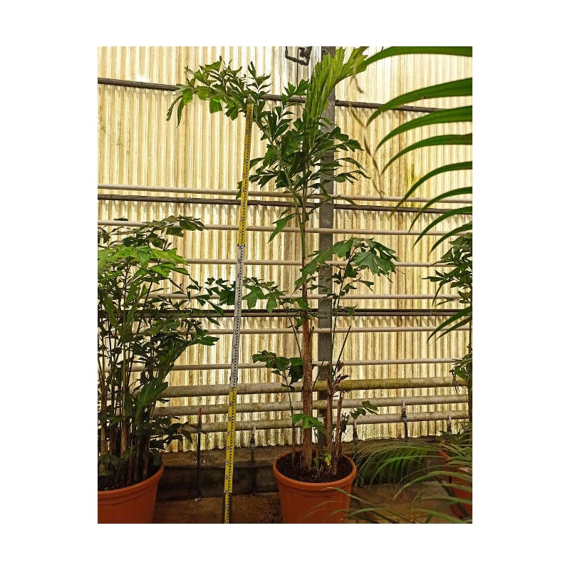 Caryota mitis (Palmier à queue de poisson)