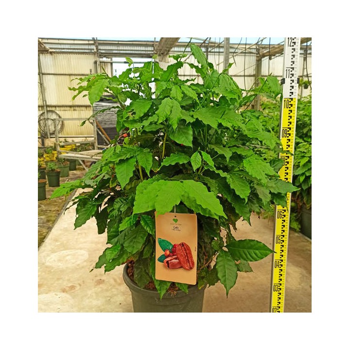 Coffea arabica (caféier)