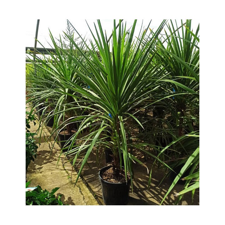 Cordyline indivisa