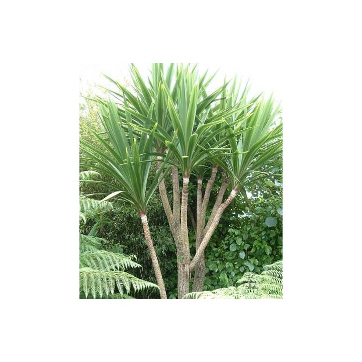 Cordyline australis