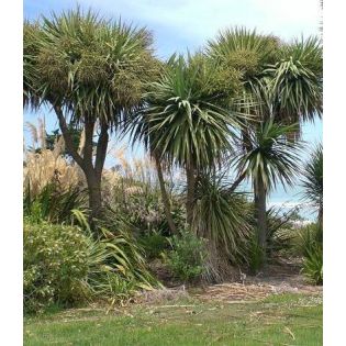 Cordyline australis