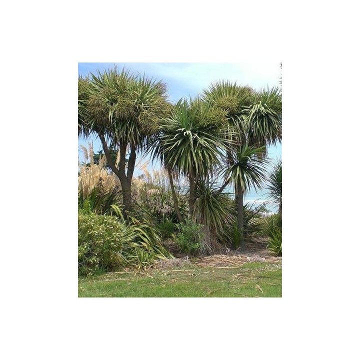 Cordyline australis