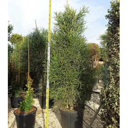 Euphorbia tirucalli