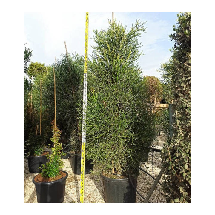 Euphorbia tirucalli