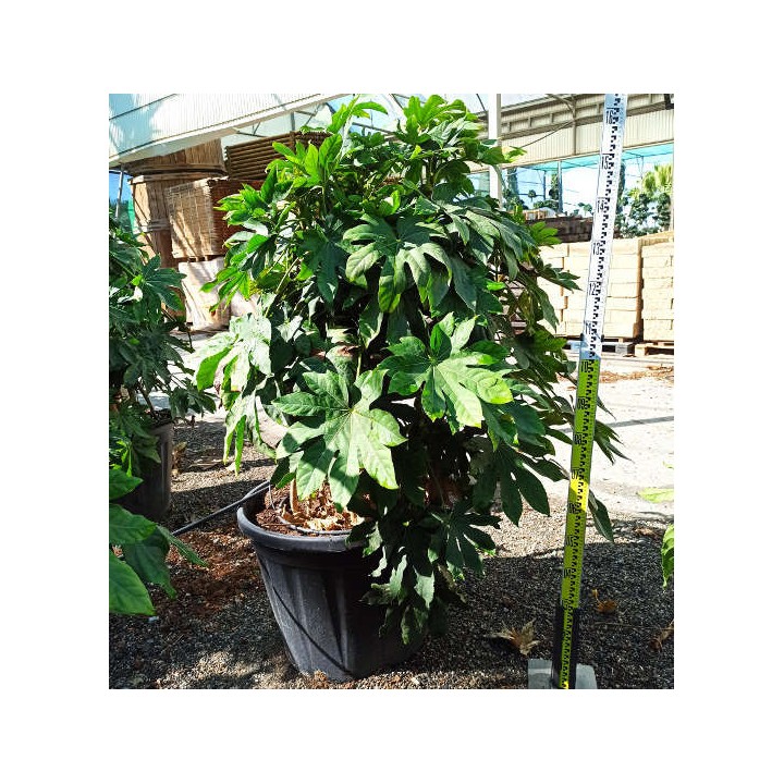 Fatsia japonica (Aralia du japon)