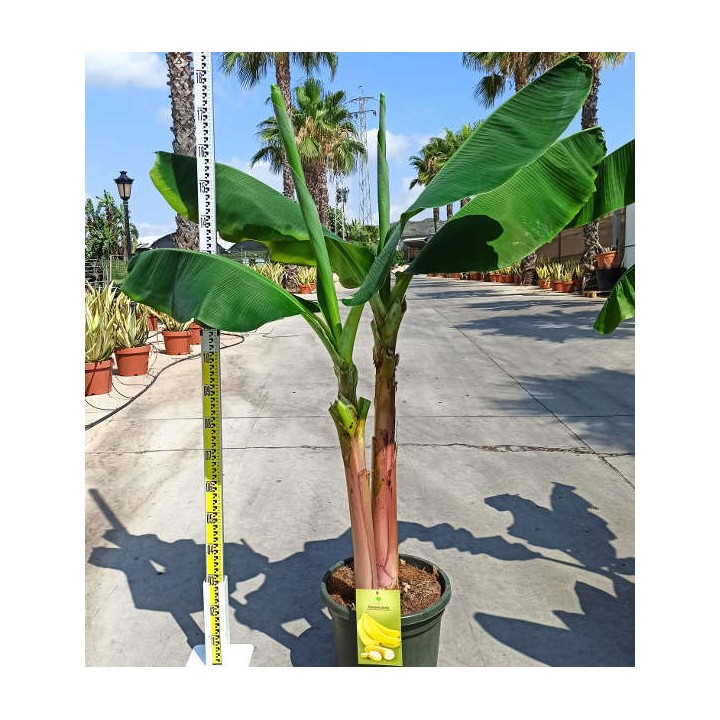Bananier Musa acuminata cv. Cavendish super nain