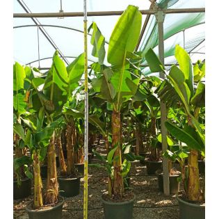 Bananier Musa acuminata cv. Cavendish super nain