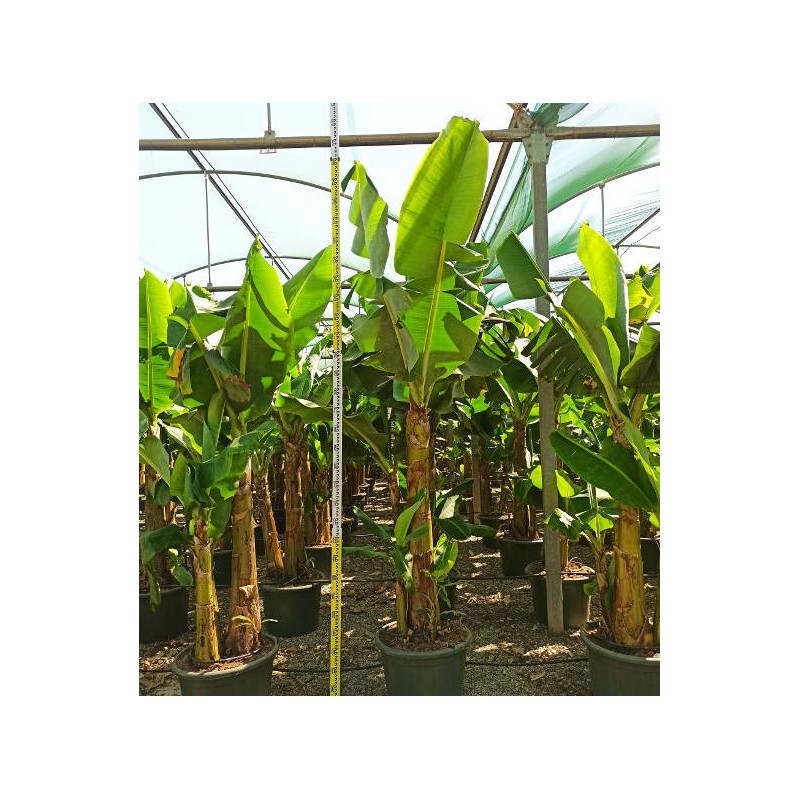 Bananier Musa acuminata cv. Cavendish super nain