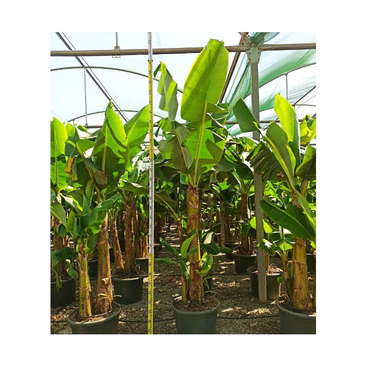 Bananier Musa acuminata cv. Cavendish super nain