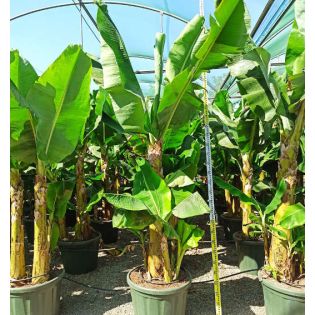 Bananier Musa acuminata cv. Cavendish super nain