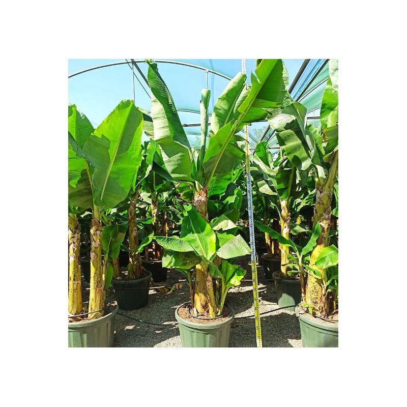 Bananier Musa acuminata cv. Cavendish super nain