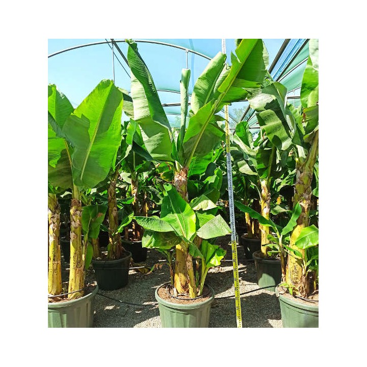 Bananier Musa acuminata cv. Cavendish super nain