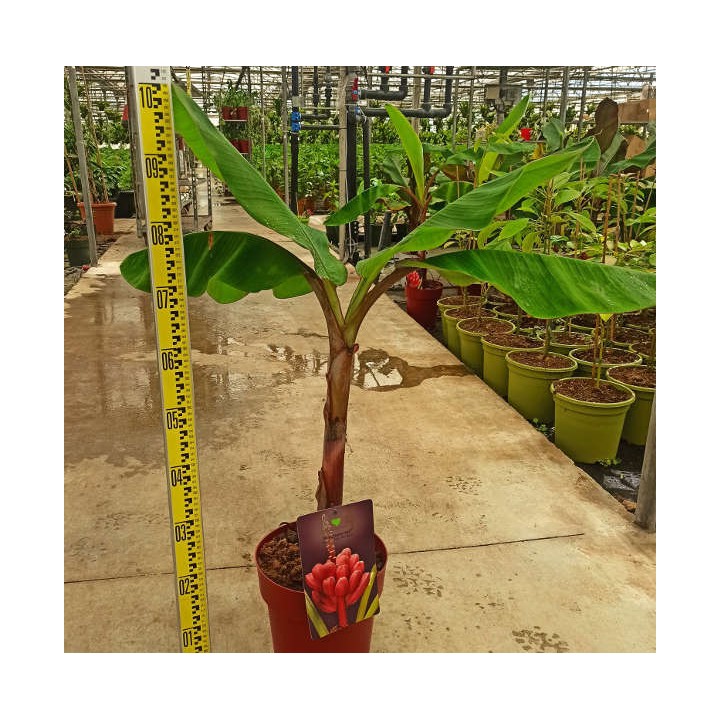 Bananier Musa acuminata Red Dacca à bananes rouges