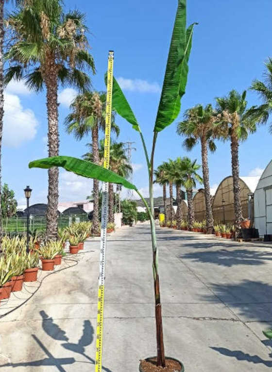 Bananier Musa cheesmanii