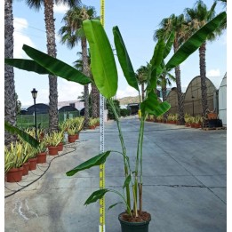 Bananier Musa yunnanensis ou Musa sp Yunnan