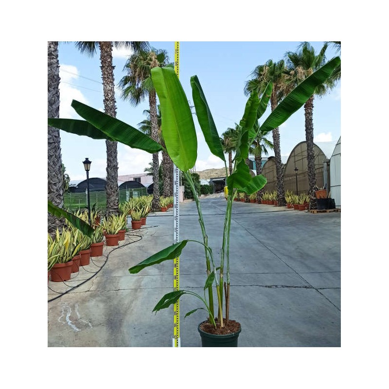 Bananier Musa yunnanensis ou Musa sp Yunnan