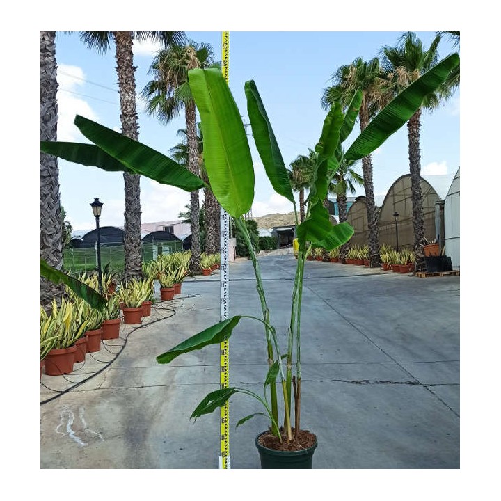 Bananier Musa yunnanensis ou Musa sp Yunnan