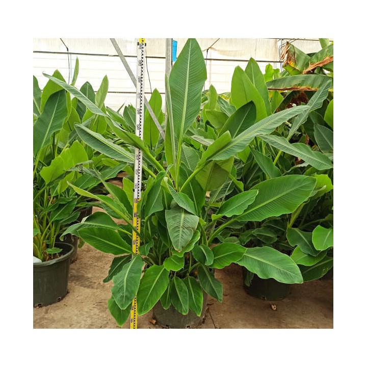 Musella lasiocarpa (bananier Lotus d'or)