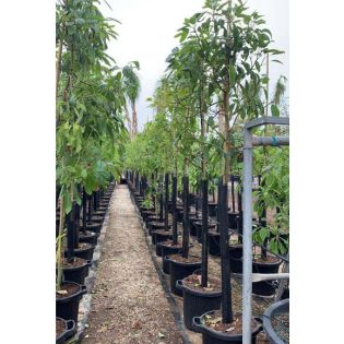 Avocatier : Persea americana var. Hass ADULTE (De greffe)