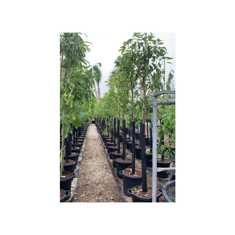 Avocatier : Persea americana var. Hass ADULTE (De greffe)